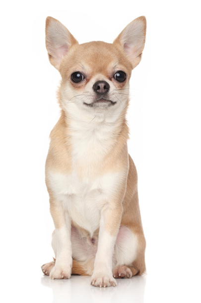 Chihuahua - Valokuva, kuva