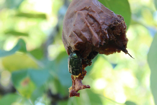 rose chafer on a rotten pear - Photo, Image