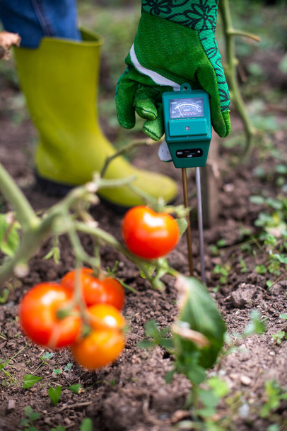 Moisture meter tester in soil. Measure soil for humidity - Photo, Image