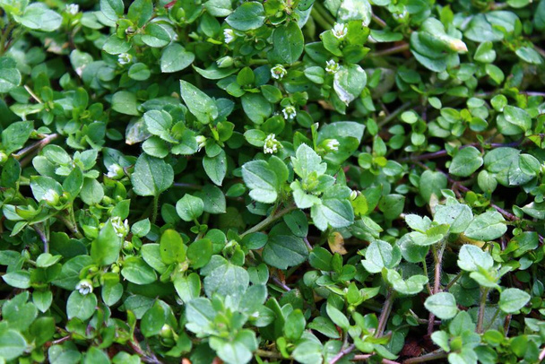 "many chickweed in the garden" - Photo, Image