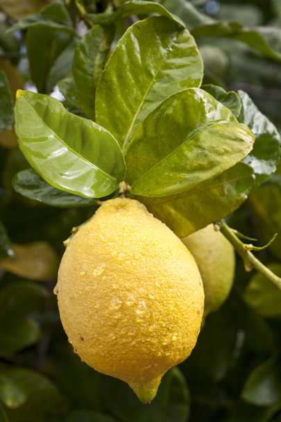 Sitruunat puun oksalla
 - Valokuva, kuva