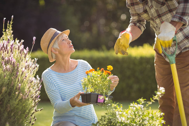 "Senior couple gardening together" - Photo, image