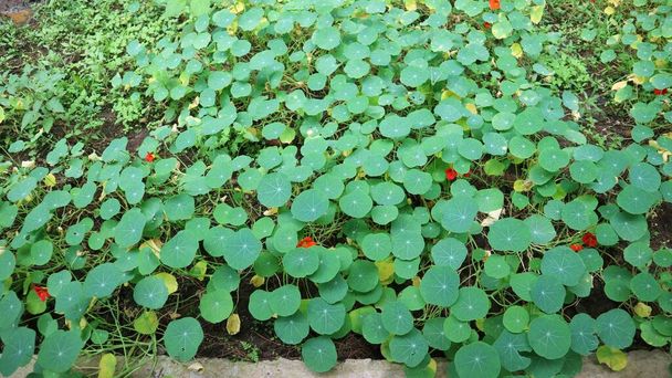Green Tropaeolum leaf on the ground, growing beautifully. Commonly known as Nasturtium. - Photo, Image