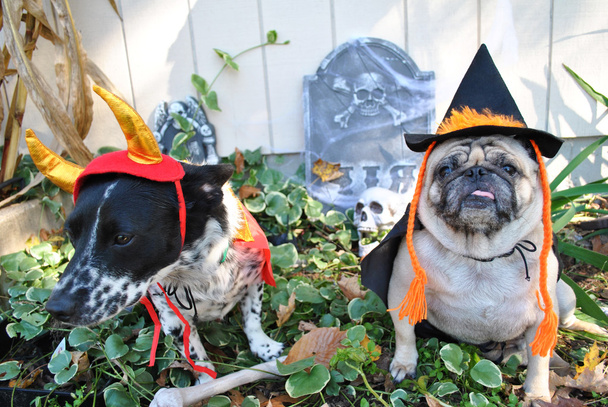2 kostümierte Hunde zu Halloween - Foto, Bild