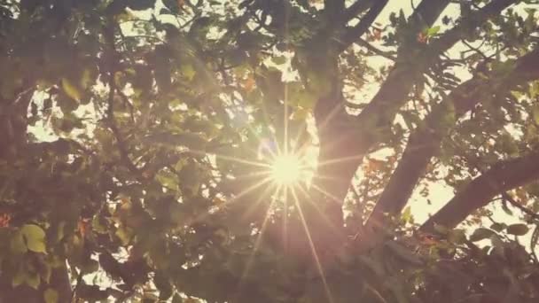 Ágak csillogó nap szél, peremes - Felvétel, videó