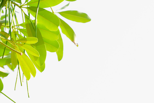 zielone liście tło - Zdjęcie, obraz