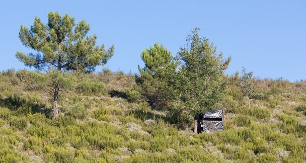 rejtett fekete kunyhót nagyvad vadászat, fából készült - Fotó, kép