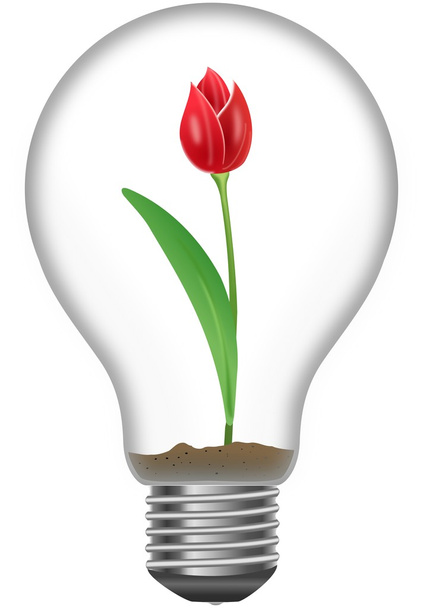 Tulipano rosso nella lampadina
 - Foto, immagini