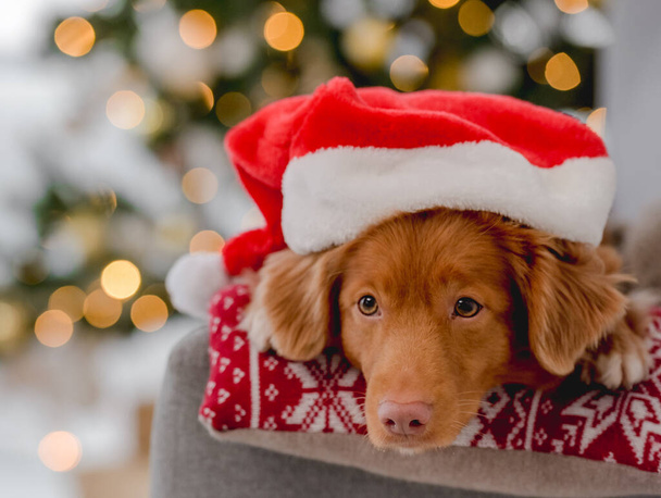 Собака Toller retriever в рождественское время в шляпе Санта-Клауса лежит дома на диване с новогодним украшением. Собака и рождественская атмосфера - Фото, изображение