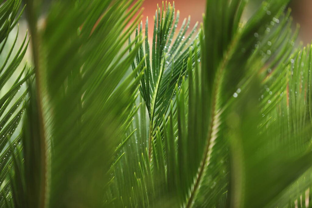 Verse biologische Indiase gemedicineerde plant close-up       - Foto, afbeelding