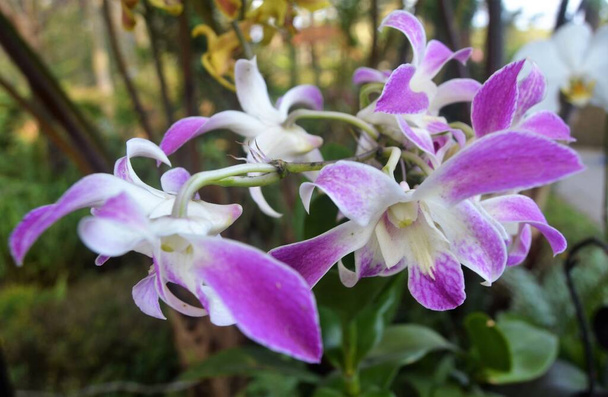 Close up of blooming beauty of Dendrobium orchid (Phalaenopsis amabilis, Epiphytic orchid, sympodial herbs), Orchid Forest, Indonesia. - Foto, Imagem