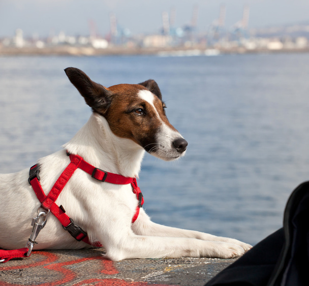 Retrato de un perro Jack Russel
 - Foto, imagen