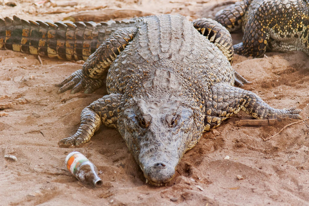 "Cubaanse krokodil (Crocodylus rhombifer) ligt op zand met lege fles in de buurt. Het heeft het kleinste bereik van alle krokodillen en is alleen te vinden in Cuba in het Zapata Moeras" - Foto, afbeelding