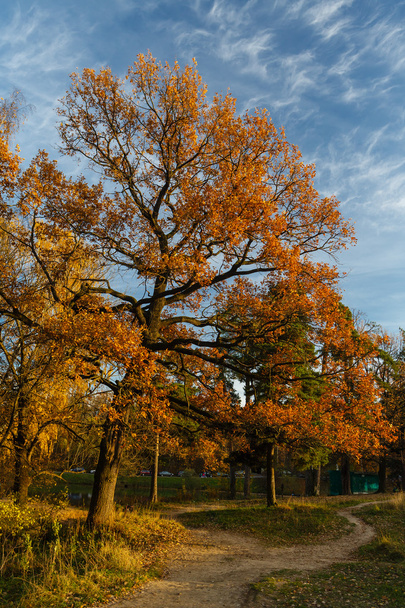 Autumn landscape with oak - Foto, Imagen