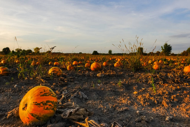 много тыкв на поле во время заката осенью детальный вид - Фото, изображение