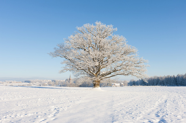 Old oak in hoarfrost against the blue sky and the church - Foto, imagen