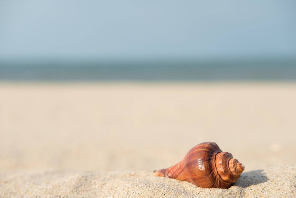 скорлупа в песке на пляже крупным планом  - Фото, изображение