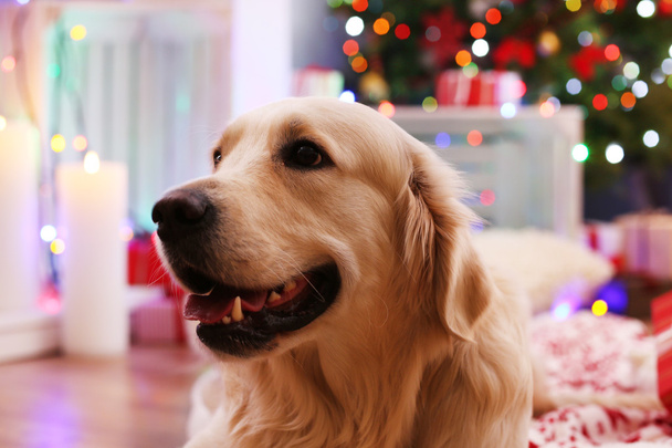 Labrador lying on plaid on wooden floor and Christmas decoration background - Foto, imagen