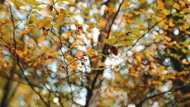 Herbstliche Szenerie im Hochgebirge mit Bäumen und buntem Laub auf dem Boden. - Foto, Bild