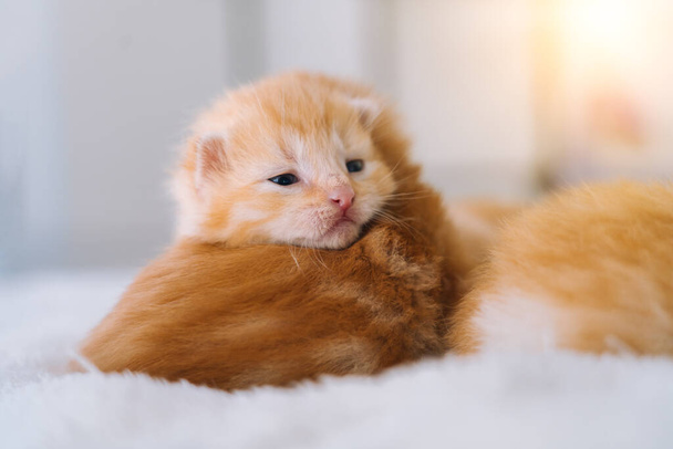 Novorozená červená kočka spící na vtipné póze. Skupina malých roztomilých zrzavých koťátek. Domácí zvíře. Spánek a útulný spánek. Pohodlné domácí mazlíčci spát v útulném domě. Selektivní zaměření - Fotografie, Obrázek