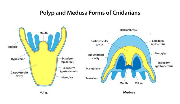 Polype et Méduse Formes de Cnidaires - Vecteur, image