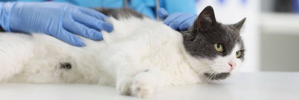 Portret van dierenarts vrouwelijke check pluizige kat op tafel voor onderzoek, kalmeren huisdieren op afspraak. Dierenarts, gezondheid, huisdier, veterinair concept - Foto, afbeelding