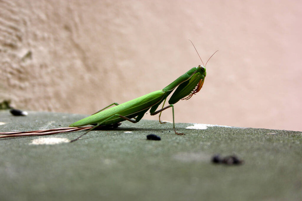 Stervende Biddende Mantis (Mantis religiosa) in doodsangst - Foto, afbeelding