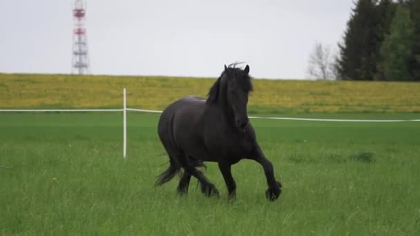 黒いフリジアの馬はギャロップを実行します. - 映像、動画