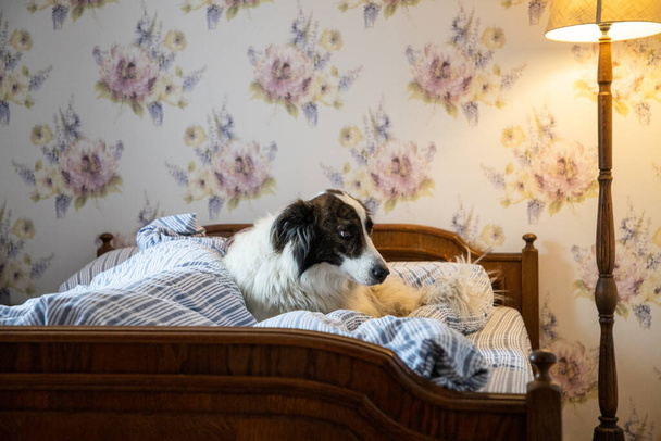 cute white dog in bed in vintage bedroom - Fotoğraf, Görsel