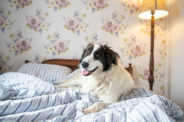 söpö valkoinen koira sängyssä vintage makuuhuoneessa - Valokuva, kuva