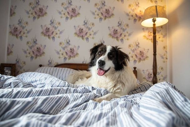 söpö valkoinen koira sängyssä vintage makuuhuoneessa - Valokuva, kuva