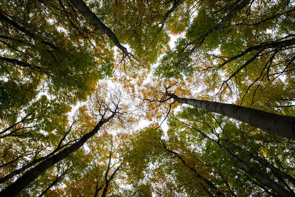 紅葉の美しい秋の森 - 写真・画像