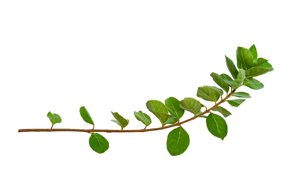 leaf vine isolates on a white background - Photo, Image