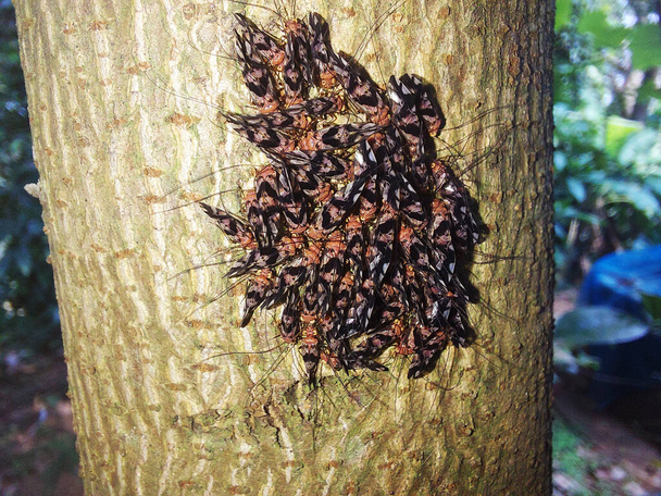 στενή άποψη ενός αριθμού ψείρες φλοιού σε ένα κλαδί δέντρου, μακροεντολή, Cerastipsocus venosusimage - Φωτογραφία, εικόνα