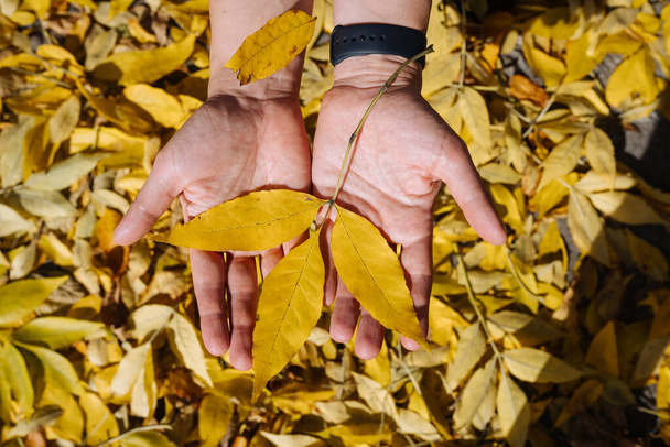 Female hand in autumn park enjoying autumn and holding a leaf. Many yellow dry leaves. - Photo, Image