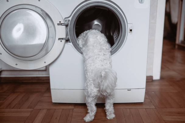 Cute little white dog looking in to washing machine. Close view - Foto, afbeelding