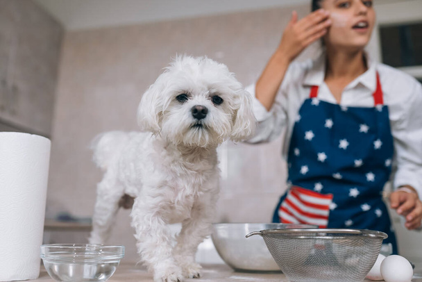 Jeune femme dans la cuisine et mignon chien maltais blanc sur la table - Photo, image