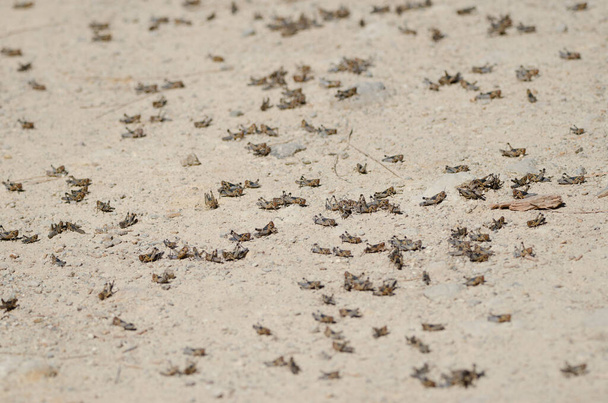 Nymphs of Moroccan locust Dociostaurus maroccanus. Крус де Пайонелс. Інтегральний природний заповідник Інагуа. Теджеда. Гранд Канарія. Канарські острови. Іспанія. - Фото, зображення