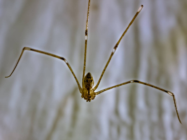 Araña de patas largas de papá (Pholcus phalangioides) o araña de granero de cuerpo largo, común en interiores, visto en Surrey, Inglaterra, pero generalizado en todo el mundo - Foto, Imagen