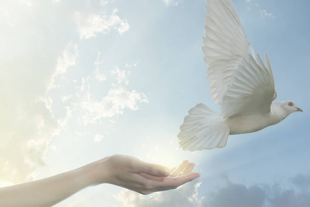 ręka uwalniająca białego ptaka gołębia  - Zdjęcie, obraz