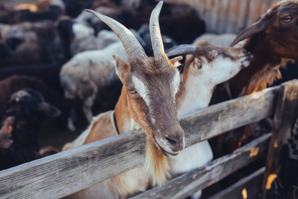 Любопытная коза в деревянном загоне - Фото, изображение