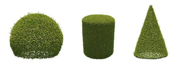 arbustos aislados sobre fondo blanco, ilustración 3D, renderizado cg - Foto, imagen
