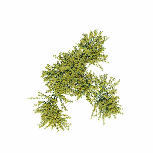 bushes isolated on white background, 3D illustration, cg render - Photo, Image