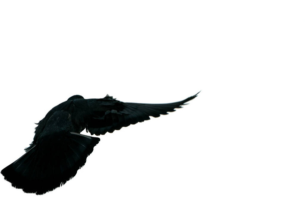 "літаюча пташка-голуб на небі. ізольовані
" - Фото, зображення