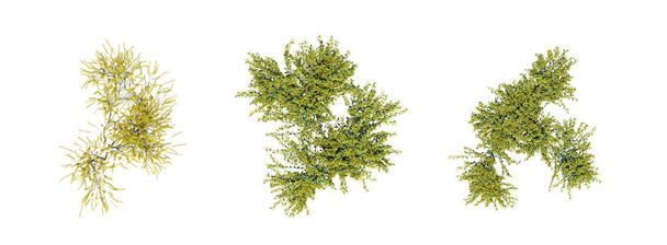buissons isolés sur fond blanc, illustration 3D, rendu cg - Photo, image