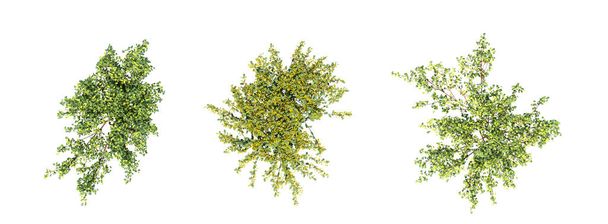 bushes isolated on white background, 3D illustration, cg render - Photo, Image