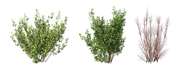 Büsche isoliert auf weißem Hintergrund, 3D-Illustration, cg-Render - Foto, Bild