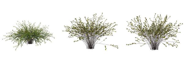 krzewy izolowane na białym tle, ilustracja 3D, cg renderowanie - Zdjęcie, obraz