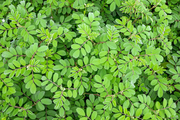 Closeup of small green leaves background - Fotoğraf, Görsel