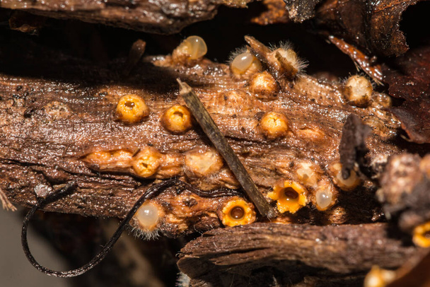 Dělostřelectvo houba - Sphaerobolus stellatus - Fotografie, Obrázek